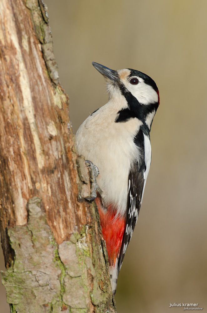 Buntspecht (Dendroscopos major)