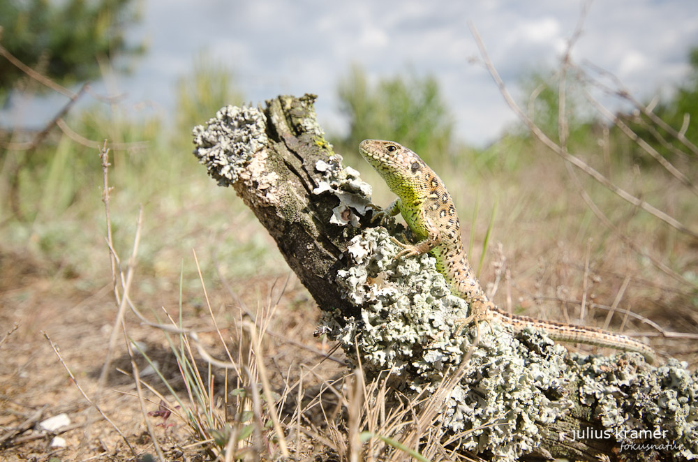 Weibliche Zauneidechse (Lacerta agilis)