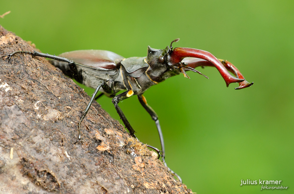 Hirschkäfer (Lucanus cervus)