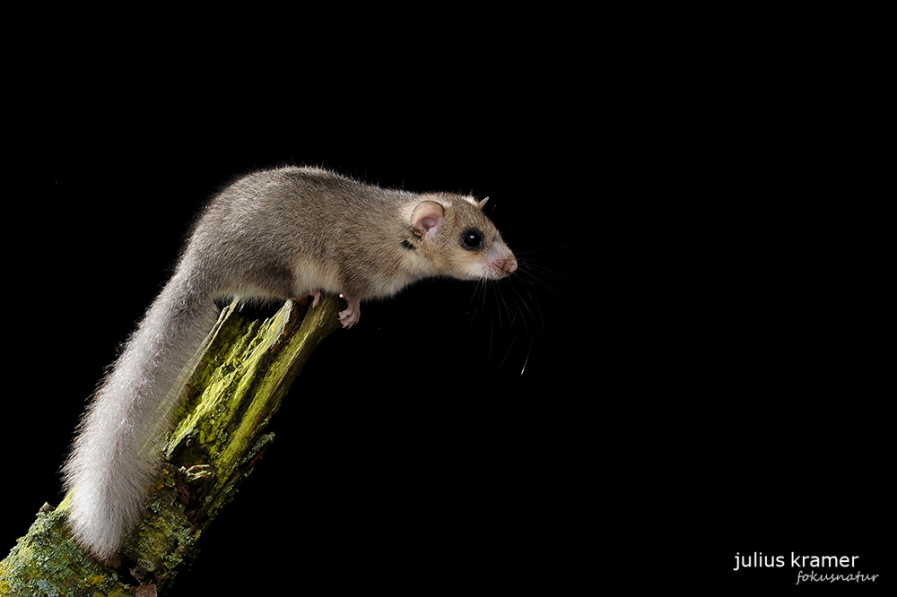 Siebenschläfer (Glis glis) - C