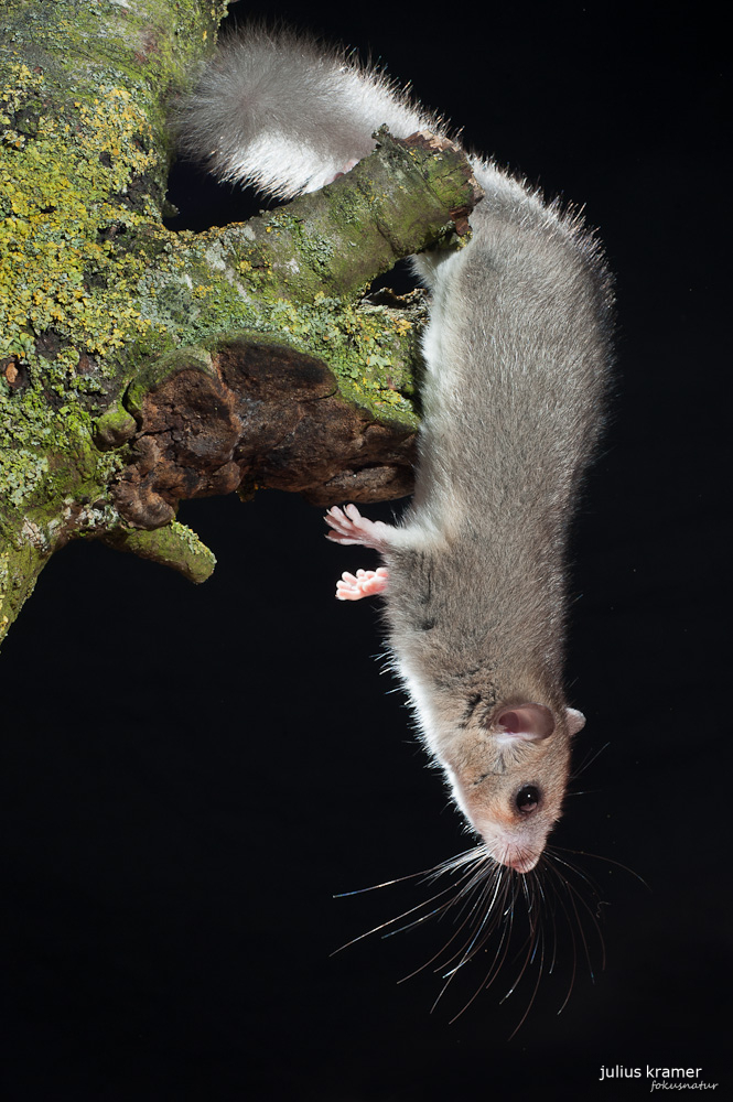 Siebenschläfer (Glis glis) - C