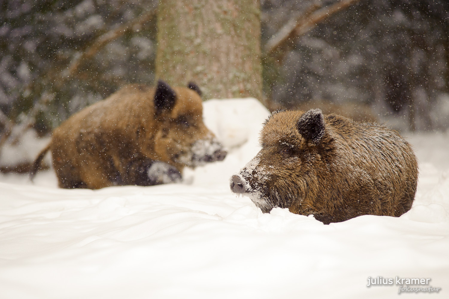 Wildschwein im Winter