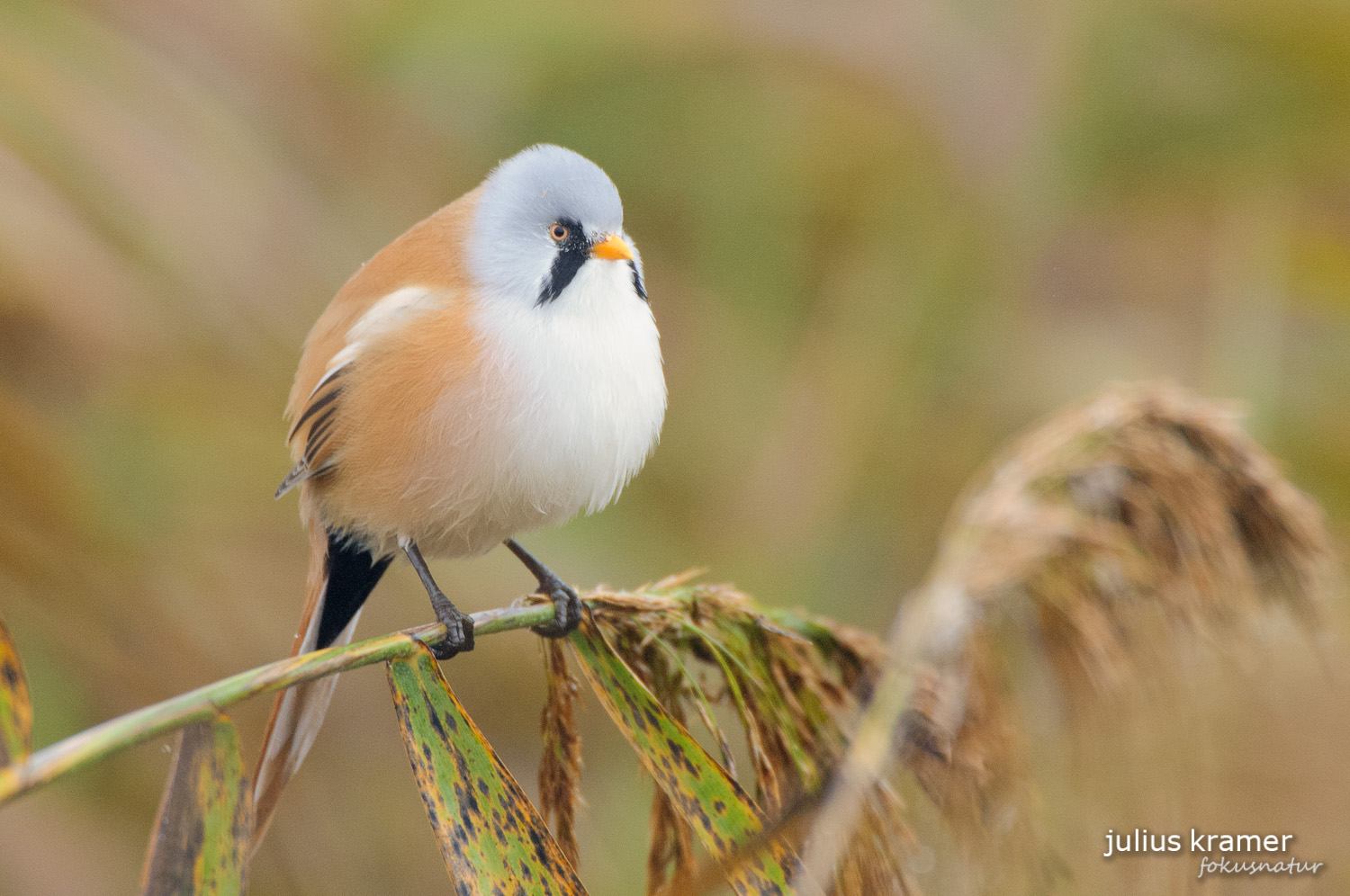 Bartmeise (Panurus biarmicus)