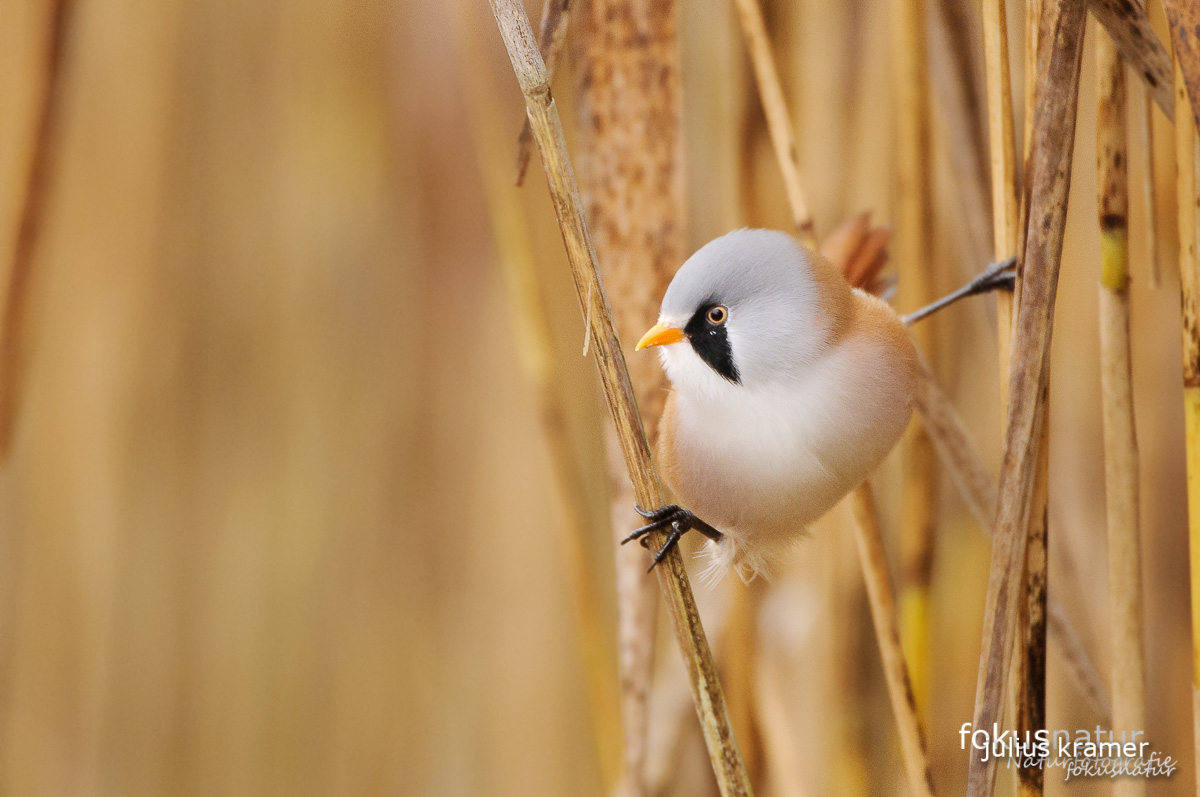 Bartmeise (Panurus biarmicus)