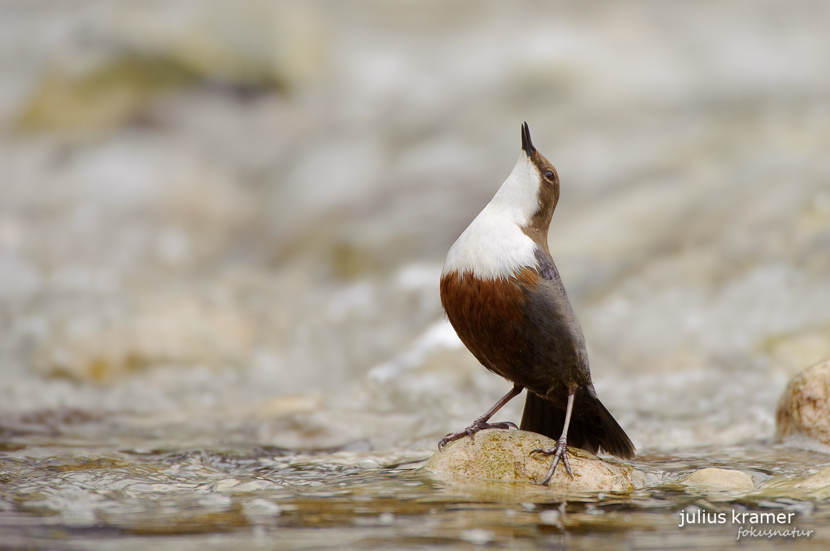 Wasseramsel (Cinclus cinclus)