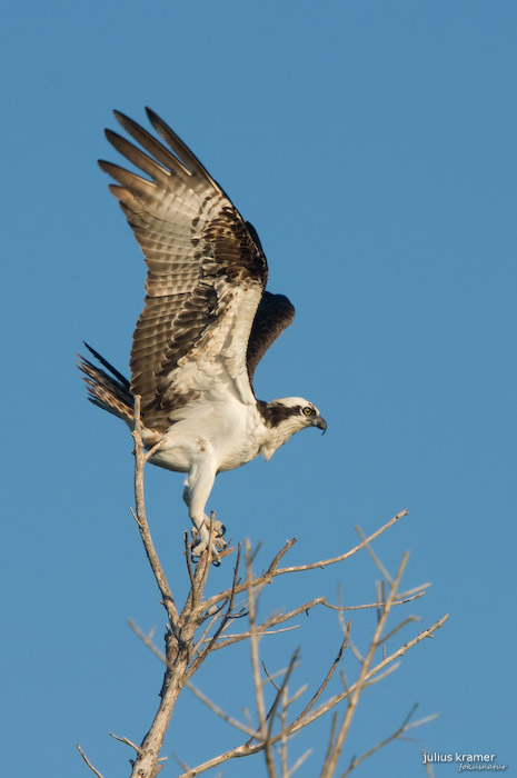 Fischadler (Pandion heliaetus)