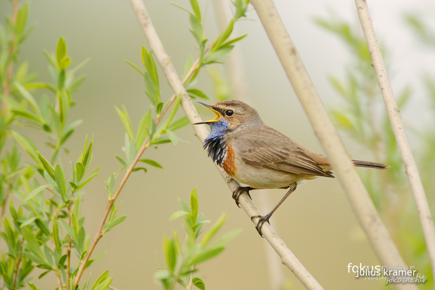 Blaukehlchen (Luscinia svecica)