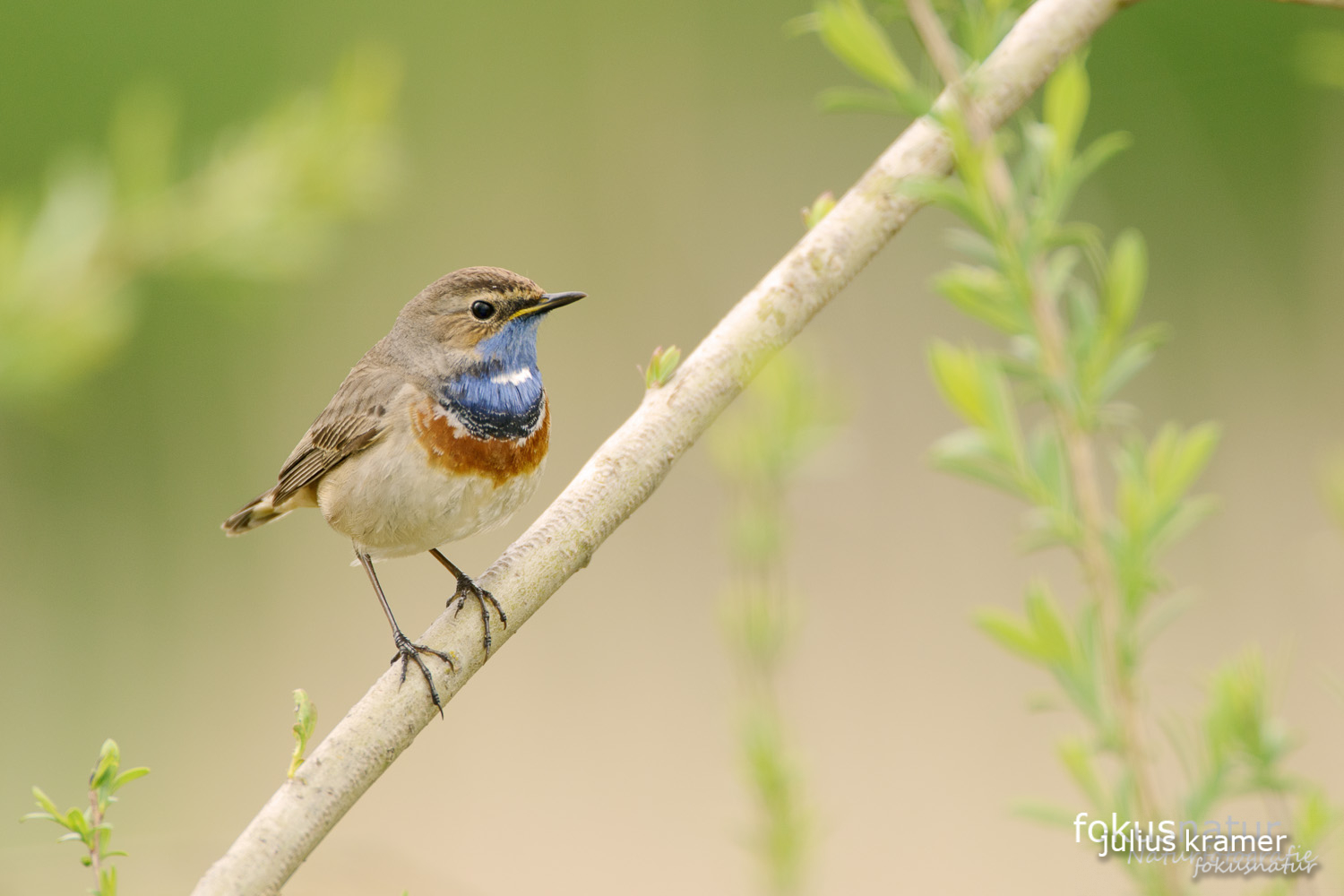 Blaukehlchen (Luscinia svecica)