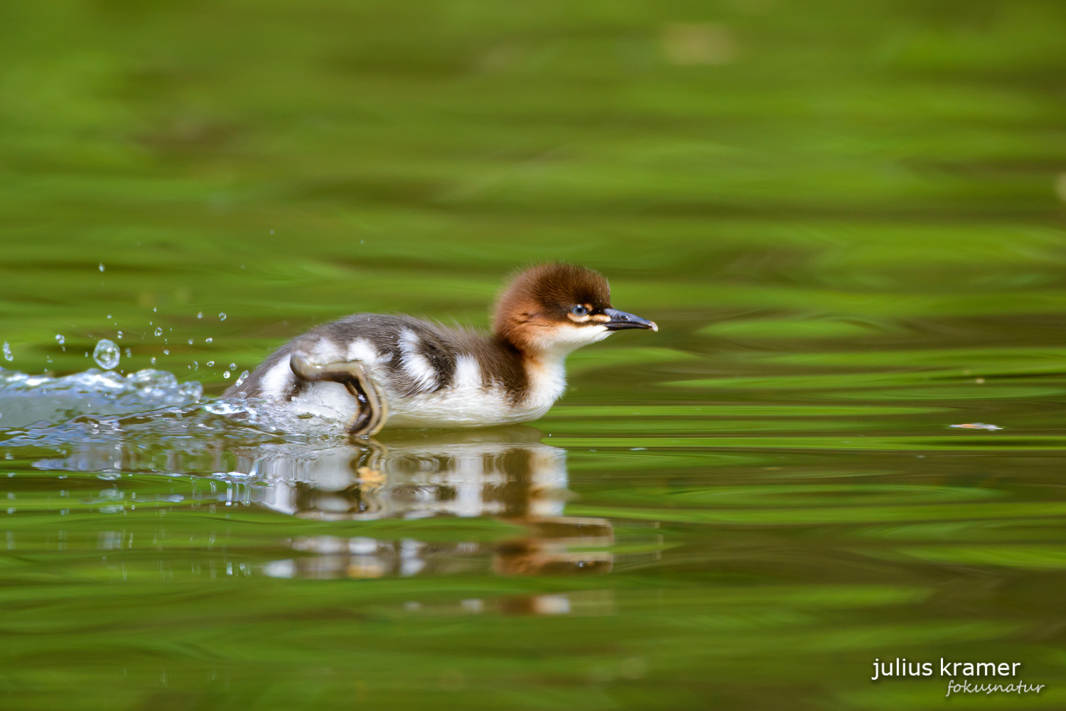 Gänsesäger (Mergus merganser)