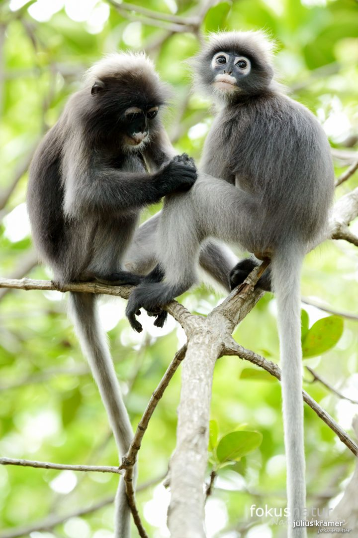 Südlicher Brillenlangur (Trachypithecus obscurus)