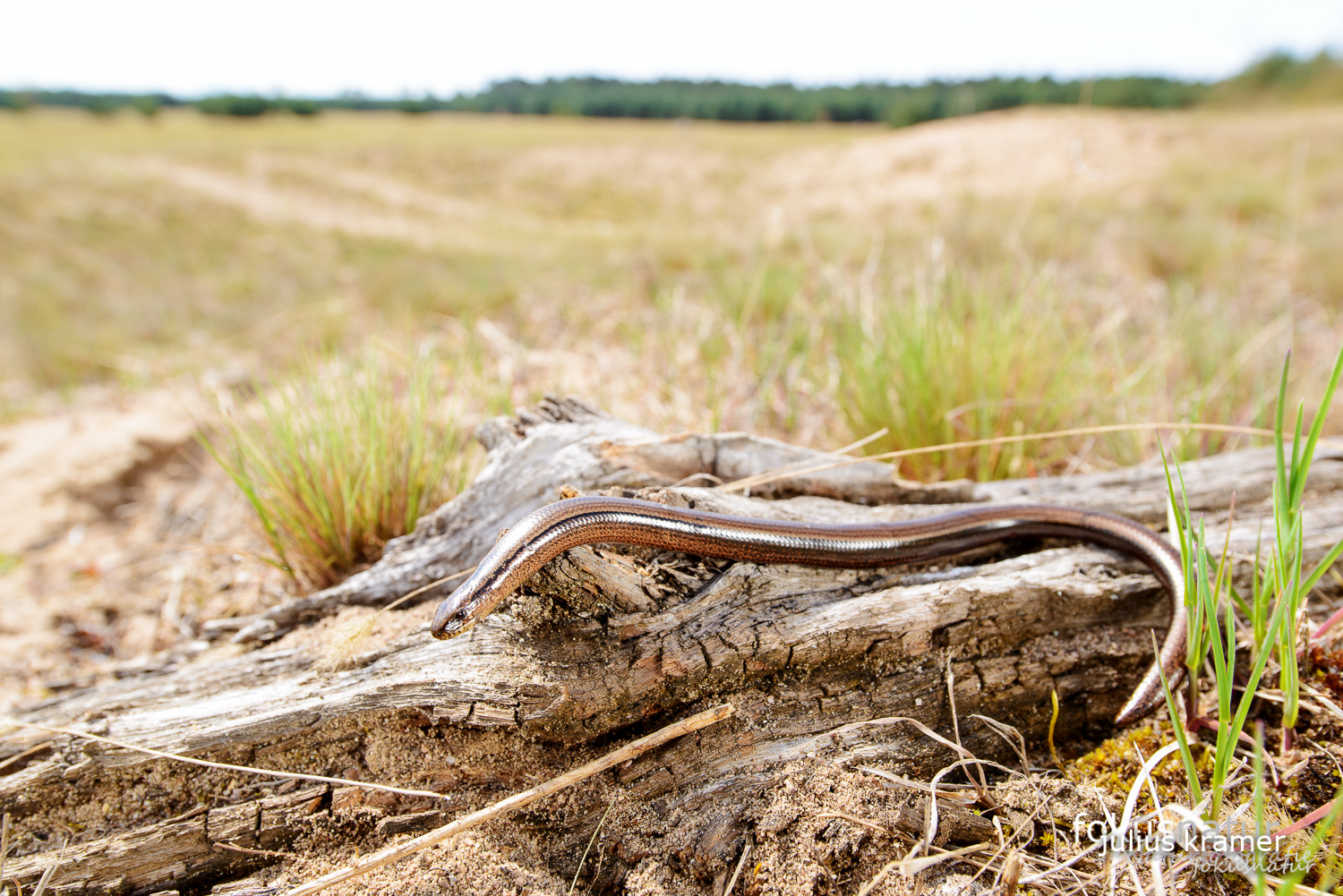 Blindschleiche (Anguis fragilis)