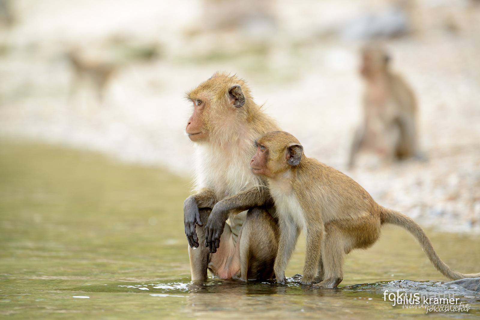 Javaneraffe (Macaca fascicularis)