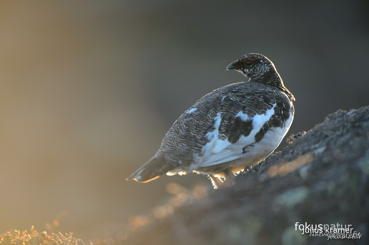 Alpenschneehuhn (Lagopus mutus)