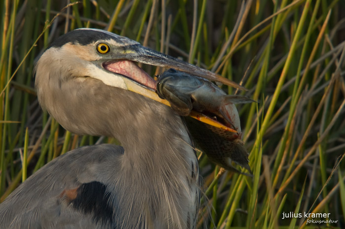 Kanadareiher (Ardea herodias)