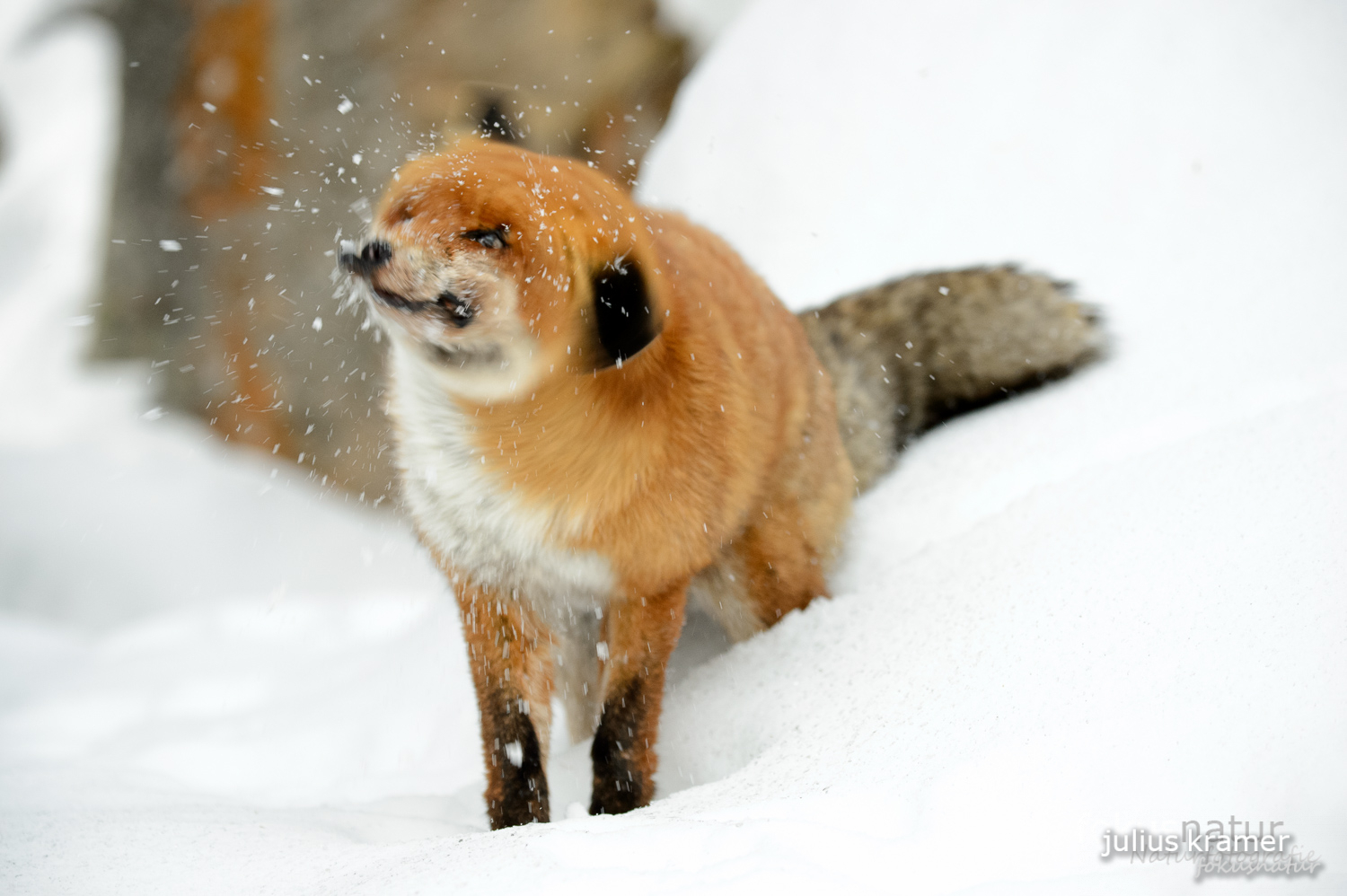 Rotfuchs im Winter