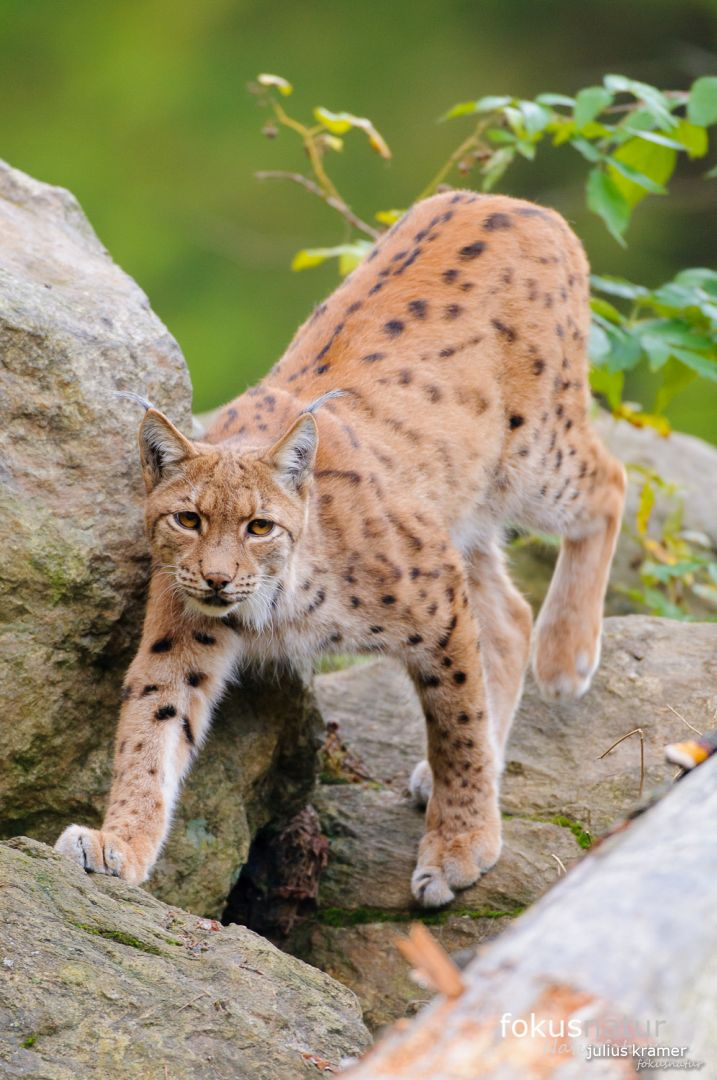 Europäischer Luchs (Lynx lynx)