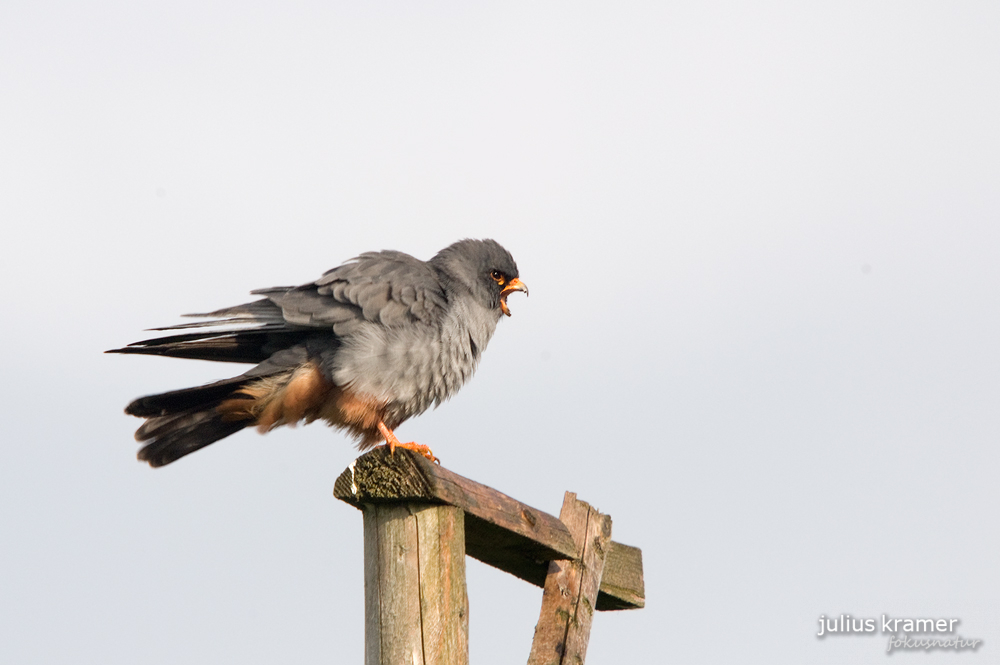 Rotfußfalke (Falco vespertinus)