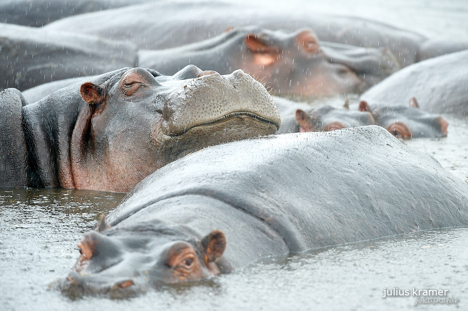 Flusspferde im Ngorongoro Crater