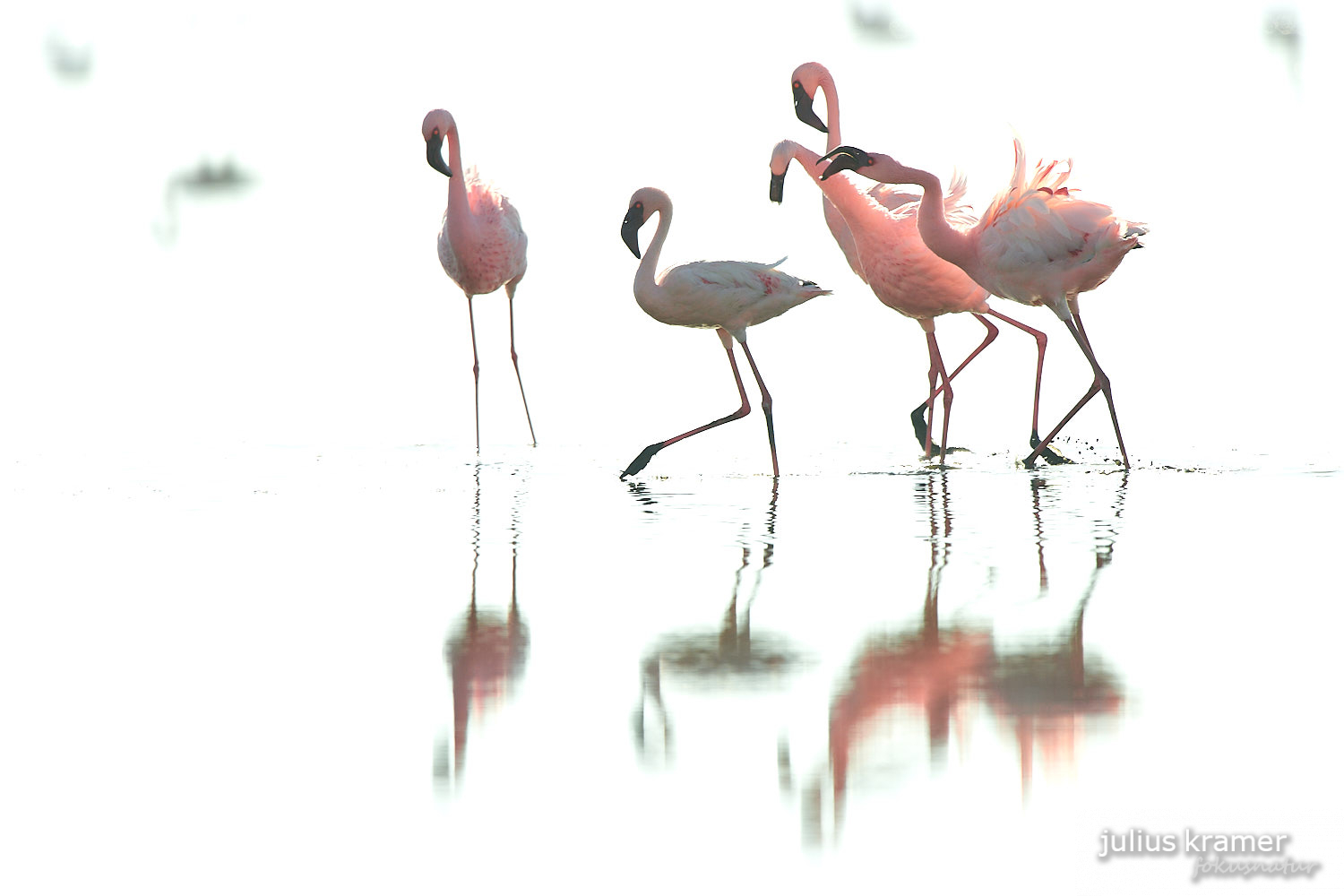 Zwergflamingos am Lake Natron