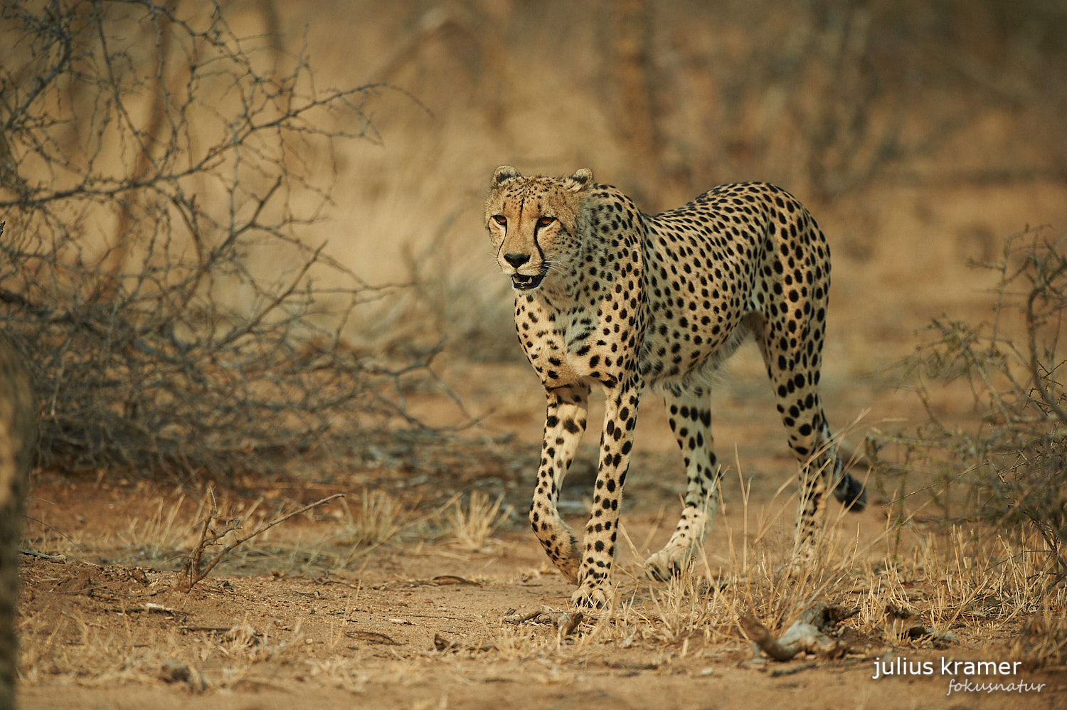 Gepard (Acinonyx jubatus)