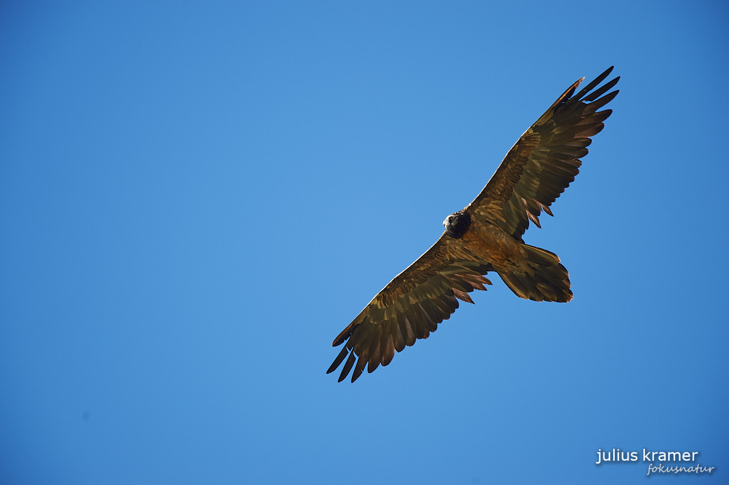 Junger Bartgeier (Gypaetus barbatus