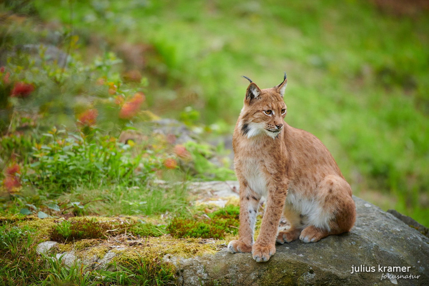 Eurasischer Luchs (Lynx lynx)