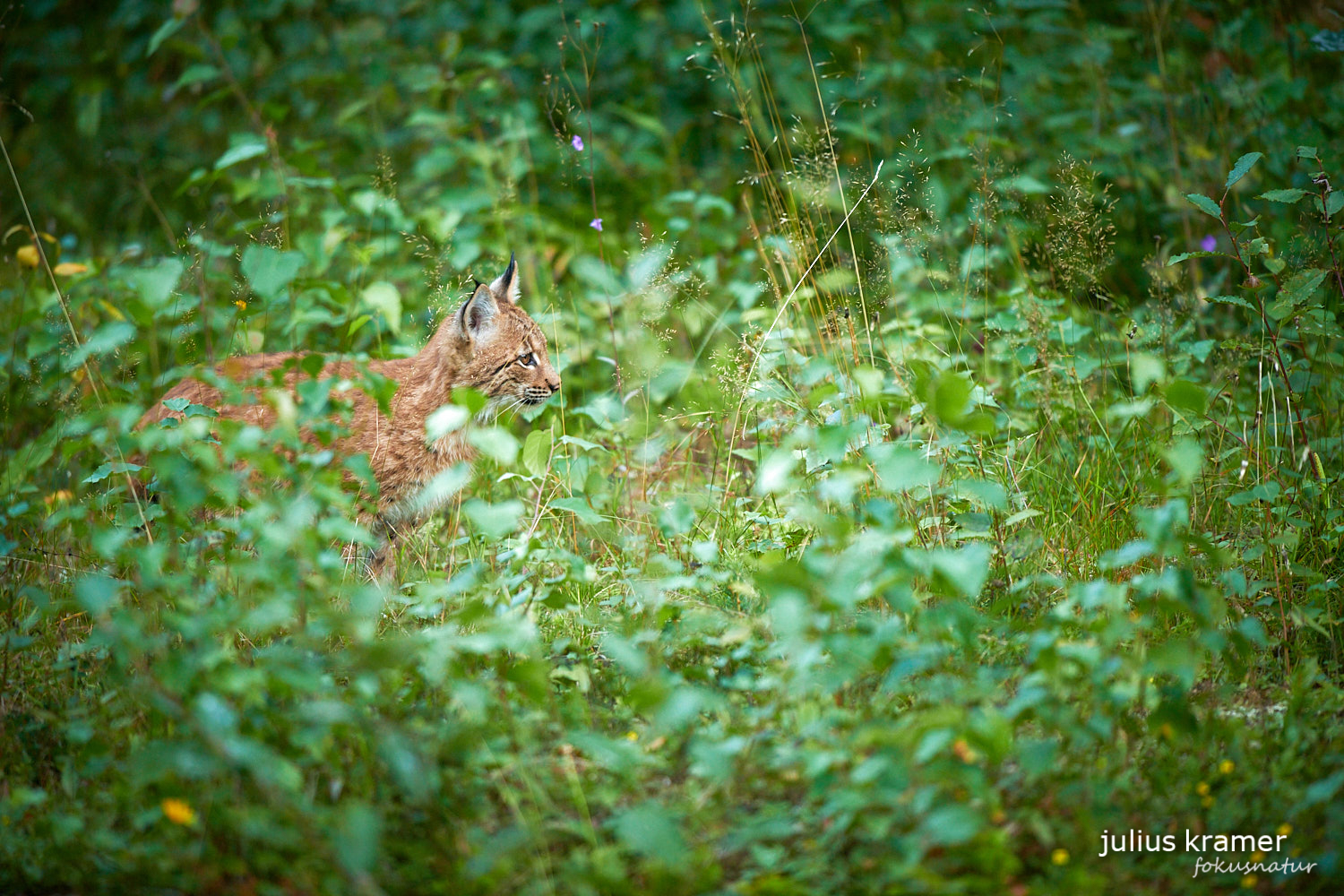 Jungluchs (Lynx lynx)