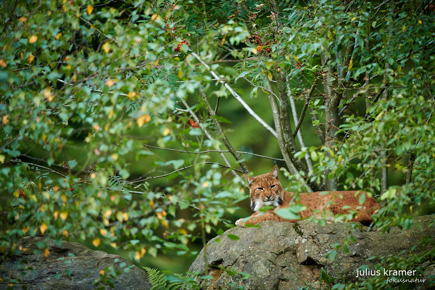 Luchs (Lynx lynx) auf Fels