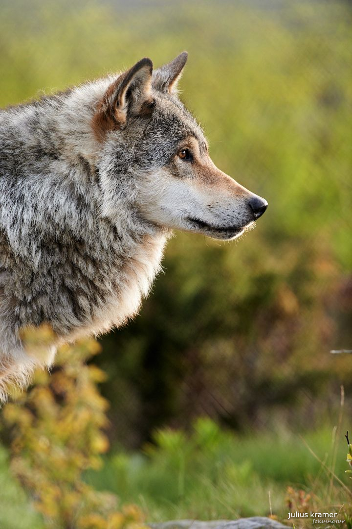 Europäischer Wolf (Canis lupus)