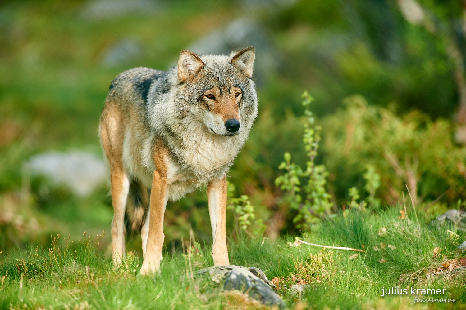 Europäischer Wolf (Canis lupus)