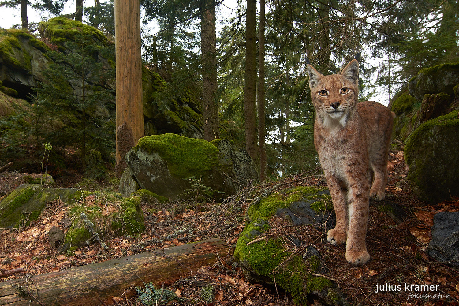 Luchs (Lynx lynx)