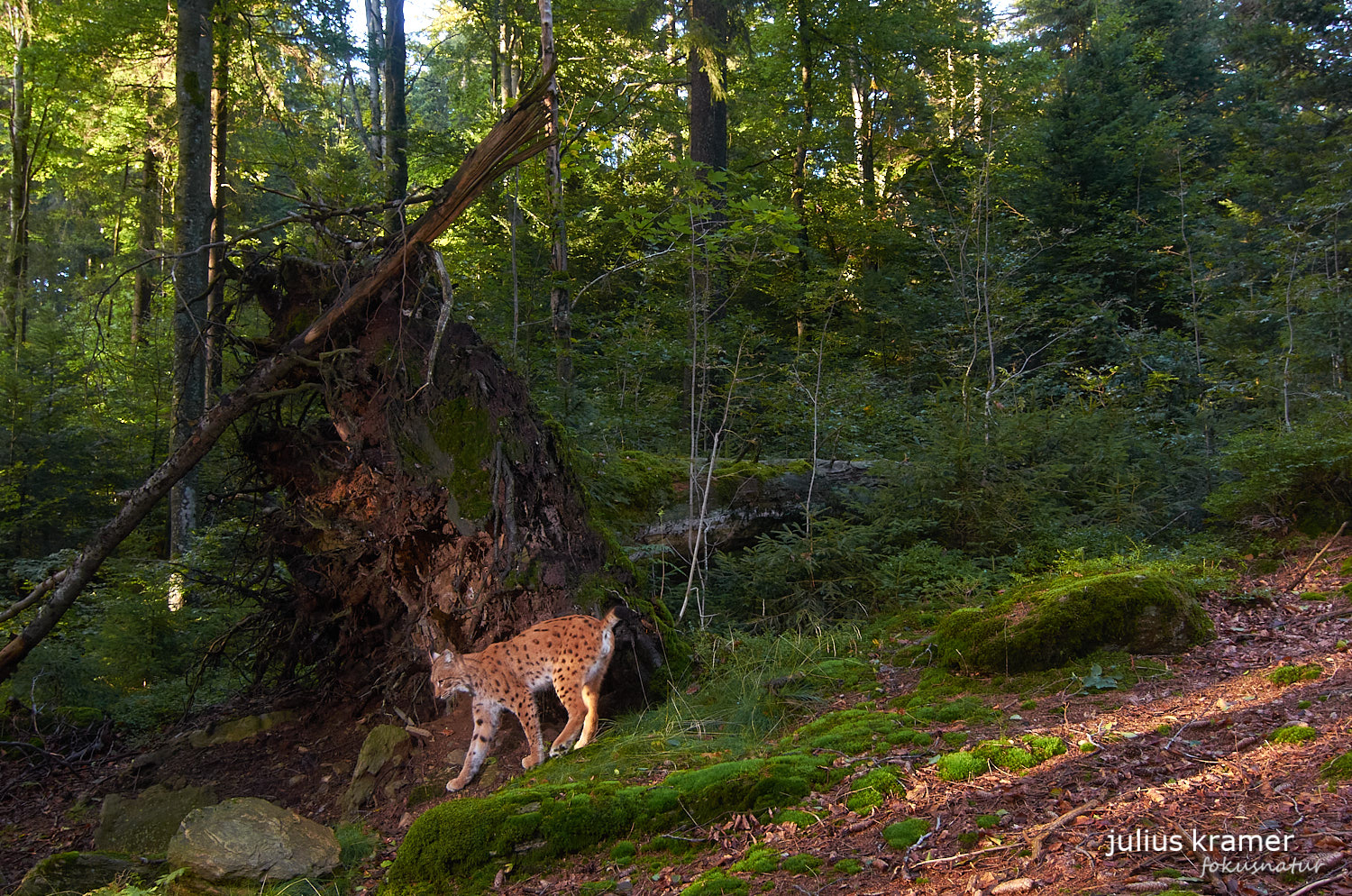 Luchs (Lynx lynx)