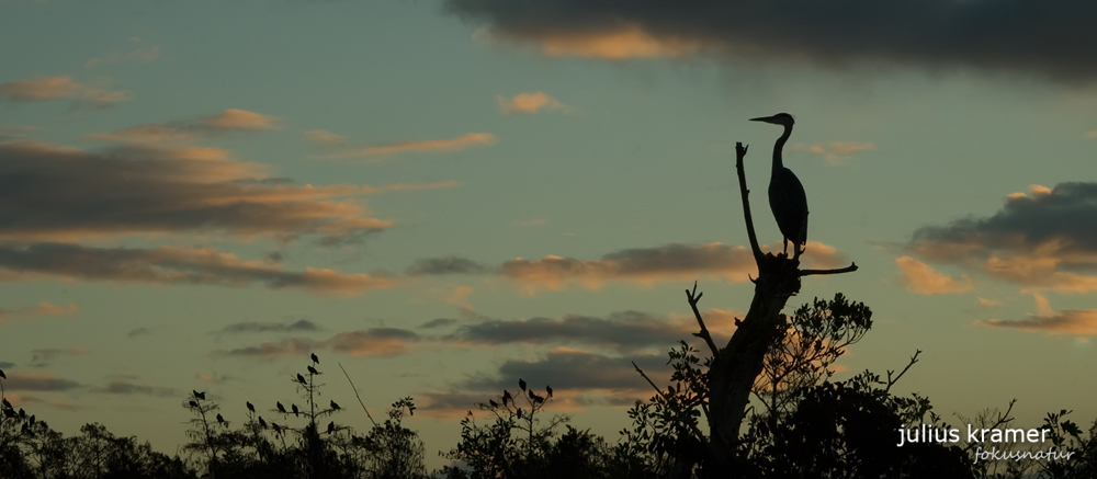 Kanadareiher (Ardea herodias)