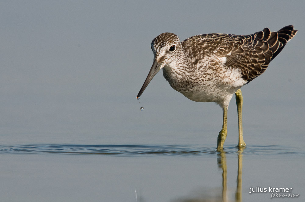 Grünschenkel (Tringa nebularia)