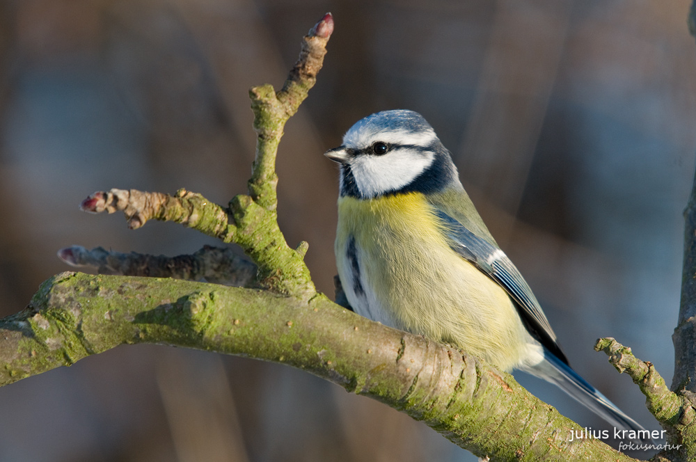 Blaumeise (Parus caeruleus)