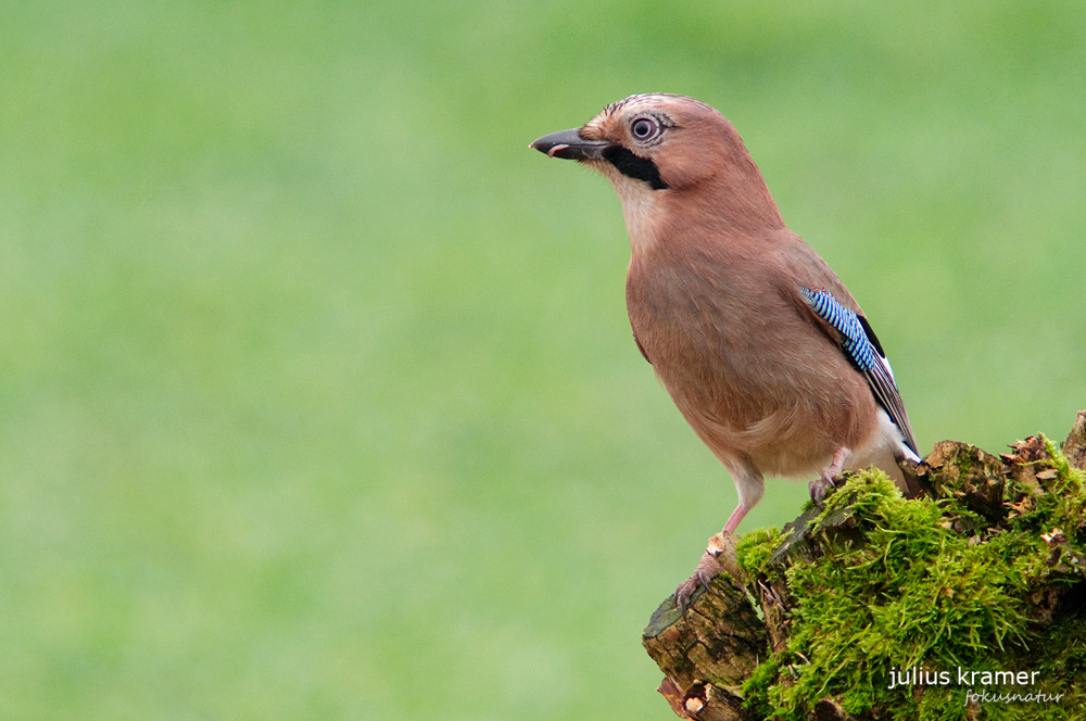 Eichelhäher (Garrulus glandarius)