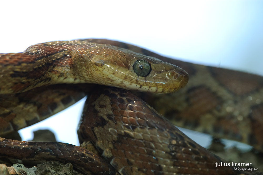 Kletternatter (Pseudoelaphe flavirufa)