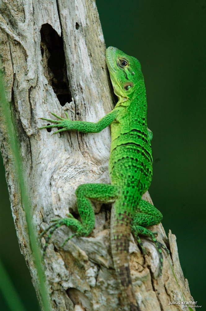 Schwarzer Leguan (Ctenosaura similis)