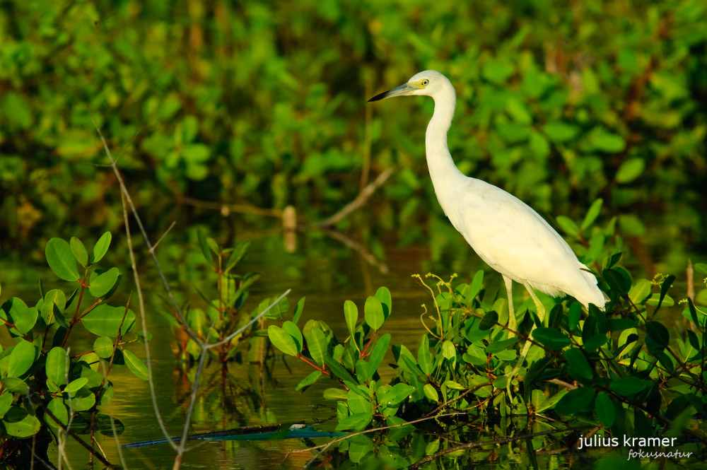 Blaureiher (Egretta caerulea)