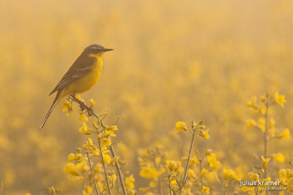 Schafstelze (Motacilla flava)