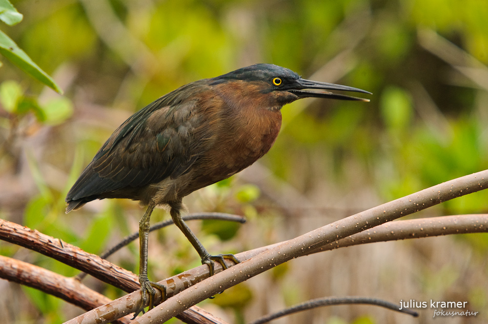 Grünreiher (Butorides virescens)