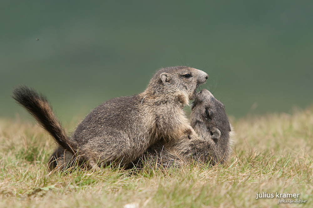 Spielende Murmeltiere (Marmota marmota)