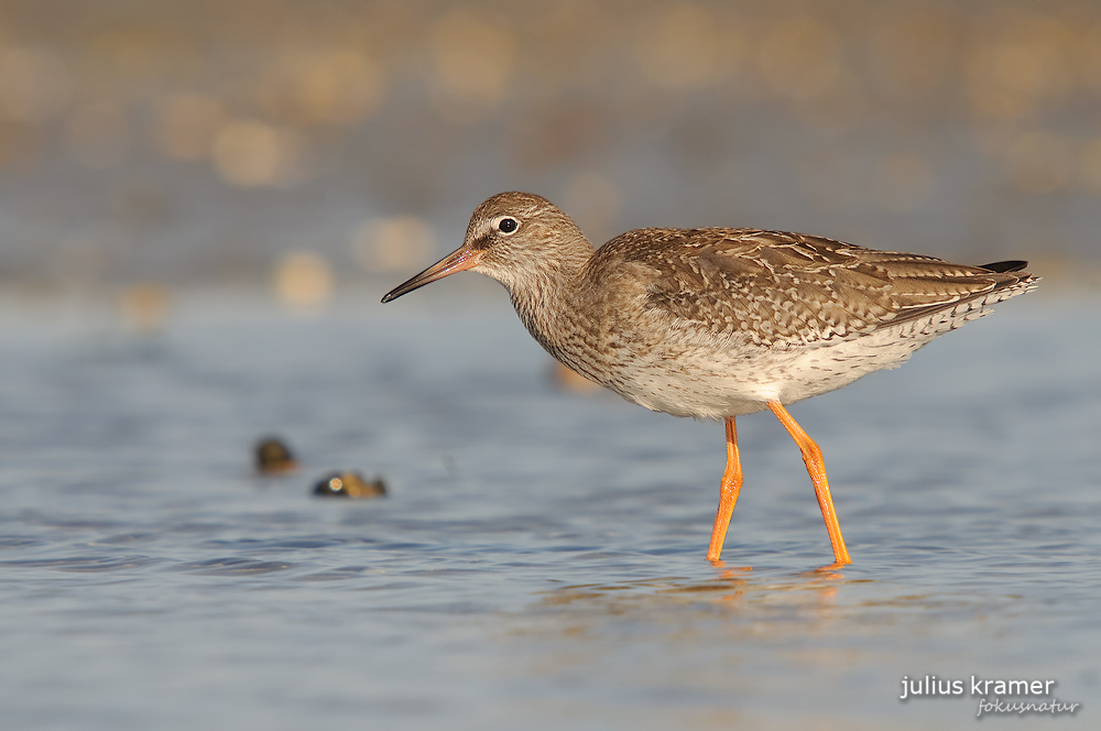 Rotschenkel (Tringa totanus)