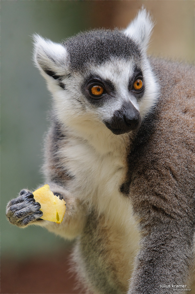 Katta (Lemur catta) - C