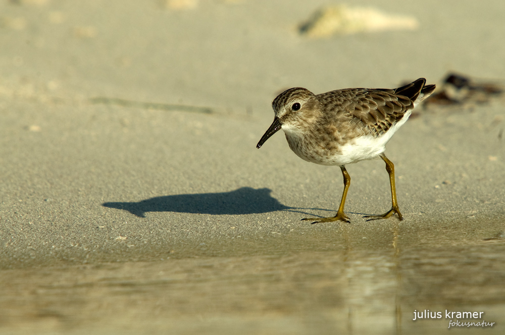 Wiesenstrandläufer (Calidris minutilla) am Strand