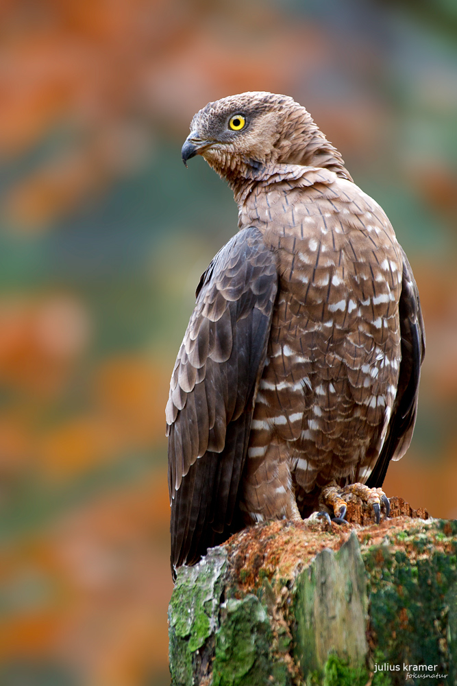 Wespenbussard (Pernis apivorus)