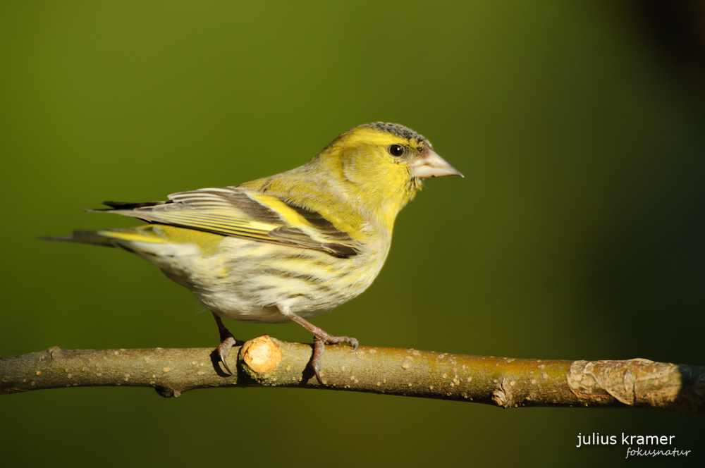 Erlenzeisig (Carduelis spinus)