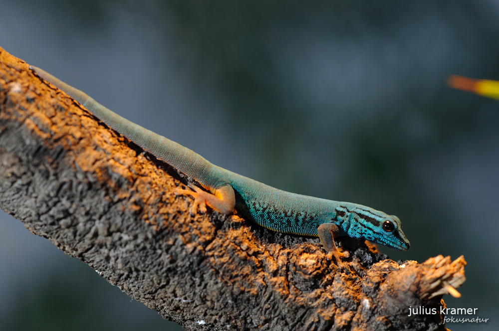 Blauer Haftschwanzzwerggecko (Lygodactylus williamsi)