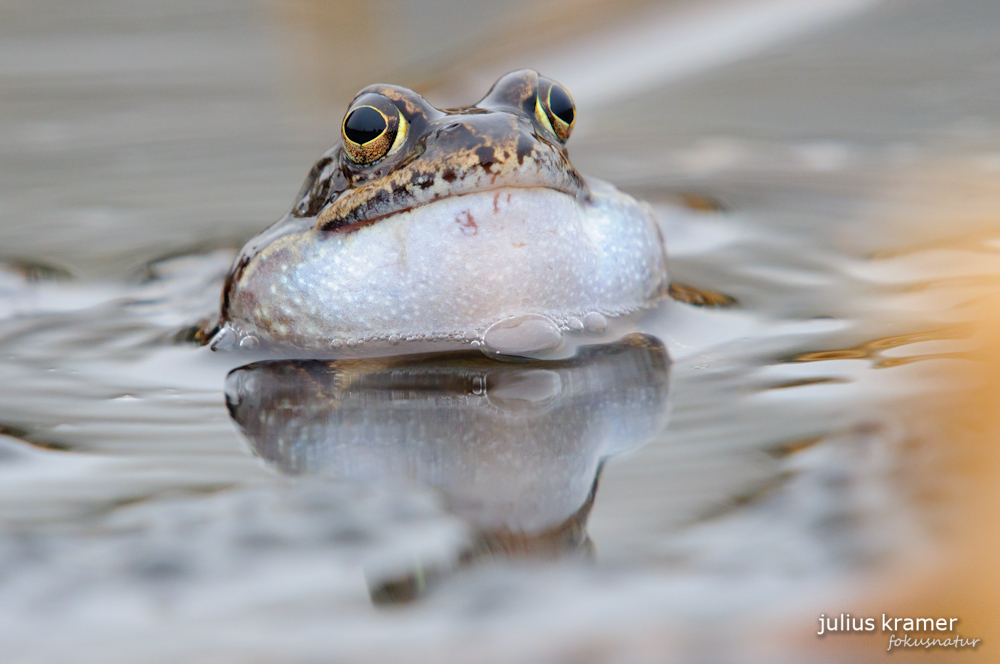 Grasfrosch (Rana temporaria)