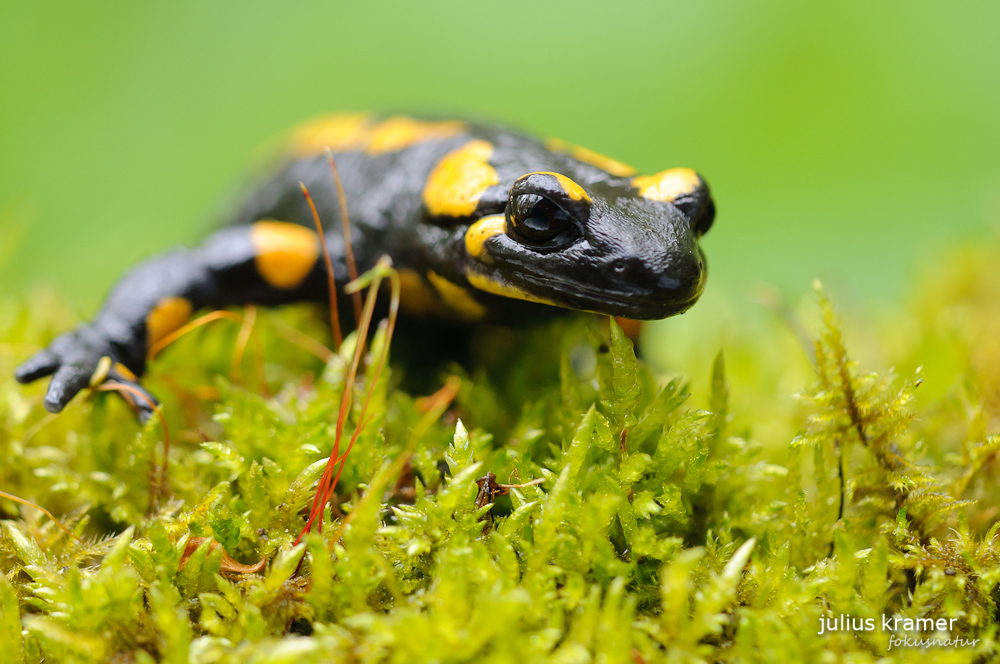 Feuersalamander (Salamandra salamandra)